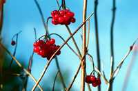 red berries